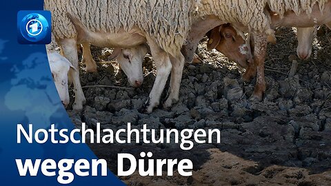 Sizilien von Hitze und Dürre geplagt – Tiere werden notgeschlachtet