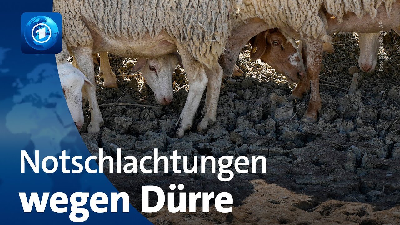 Sizilien von Hitze und Dürre geplagt – Tiere werden notgeschlachtet