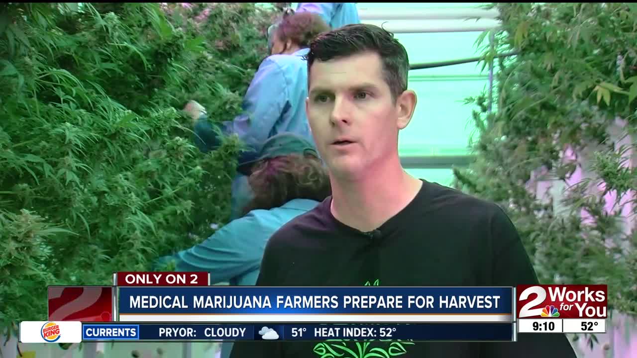 Tulsa area farmer ready to harvest first cannabis crop