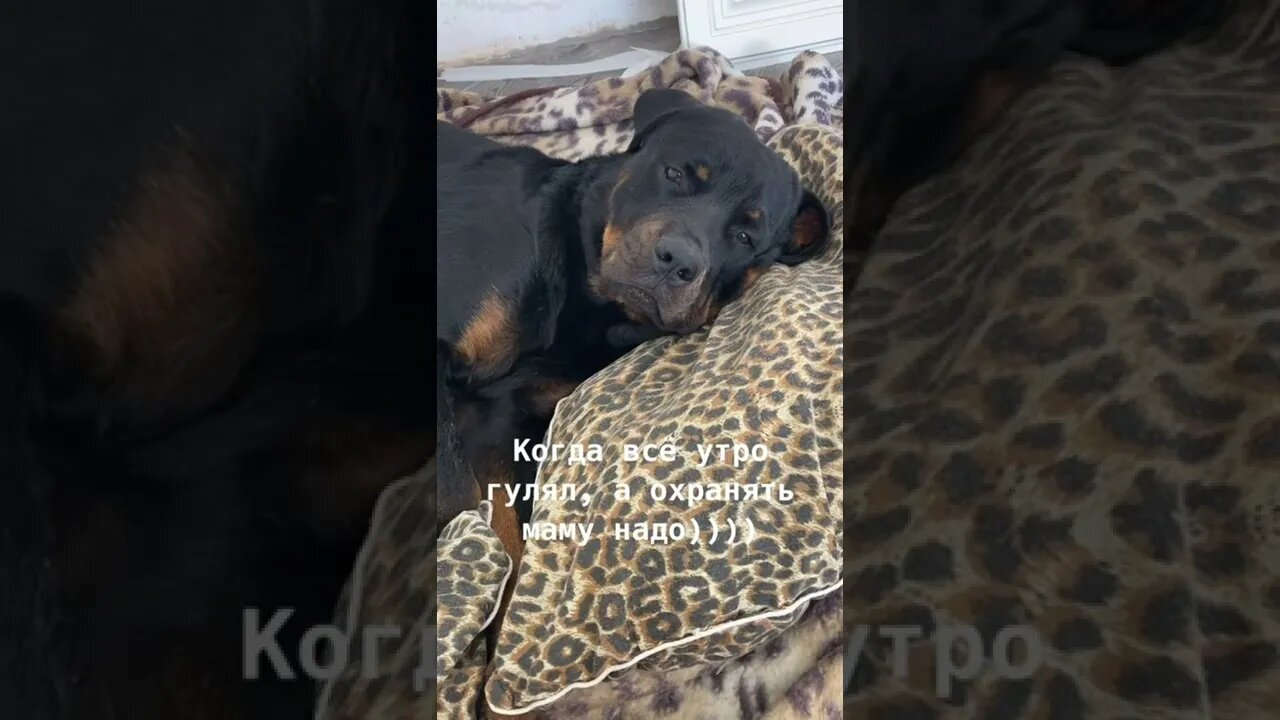 #shorts Смешные Собаки Из Тик Тока 217 Funny Dogs From Tiktok