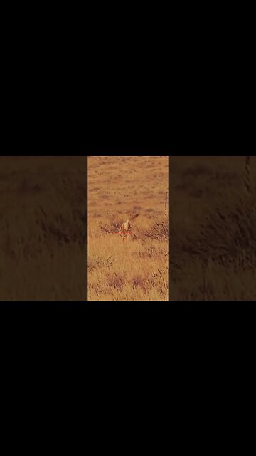 Hunting Coyotes #shorts #dog #animals #hunter #211