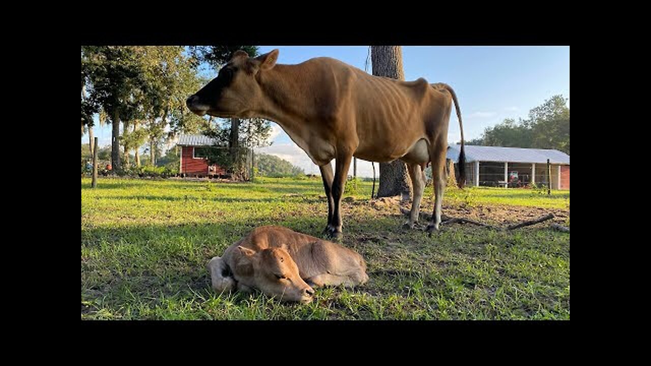 Our milk cow had her baby!