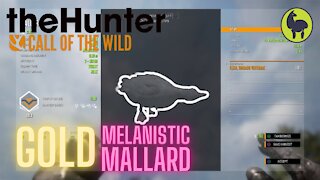 Gold Melanistic Mallard, The Hunter: Call of the Wild