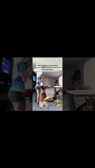 Caught on Camera: When the Family Dog Obeys the Police Husband Better Than His Wife! 😄🐶 #police