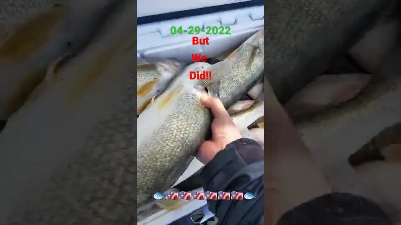 6 man Walleye limit on Lake Erie, Incredible grade of fish today biggest being 28" RAD!