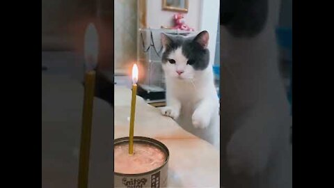 Cute Cats - Funny Cats - Cat Videos Compilation -Funny Pets And Funny Dogs 😈 #shorts