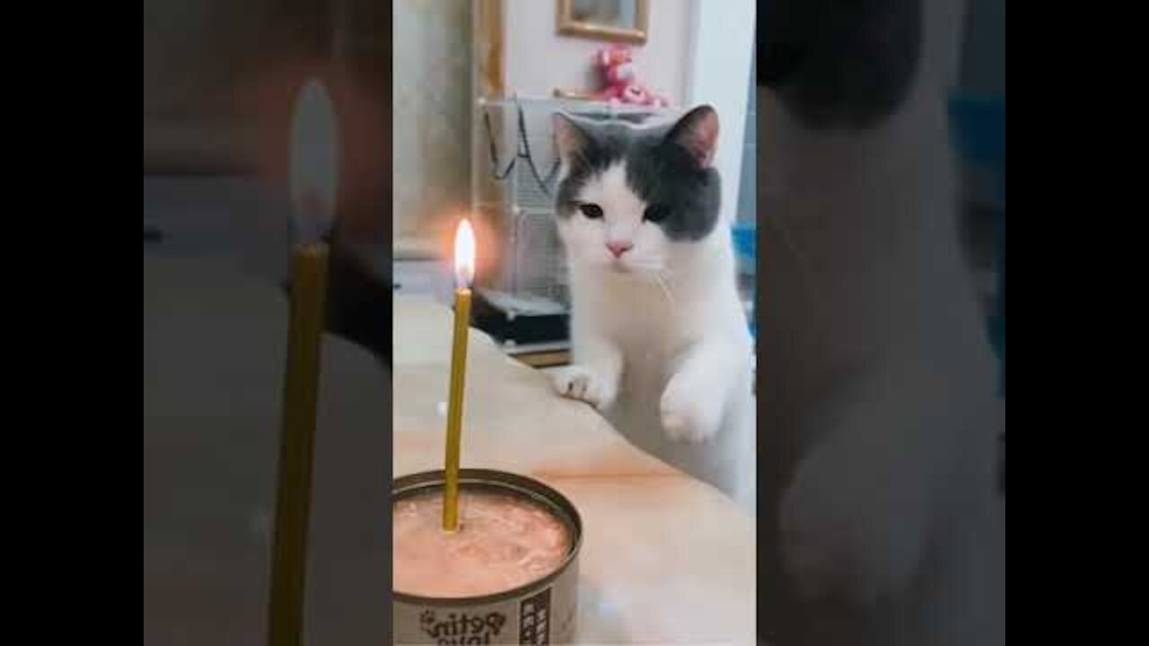 Cute Cats - Funny Cats - Cat Videos Compilation -Funny Pets And Funny Dogs 😈 #shorts