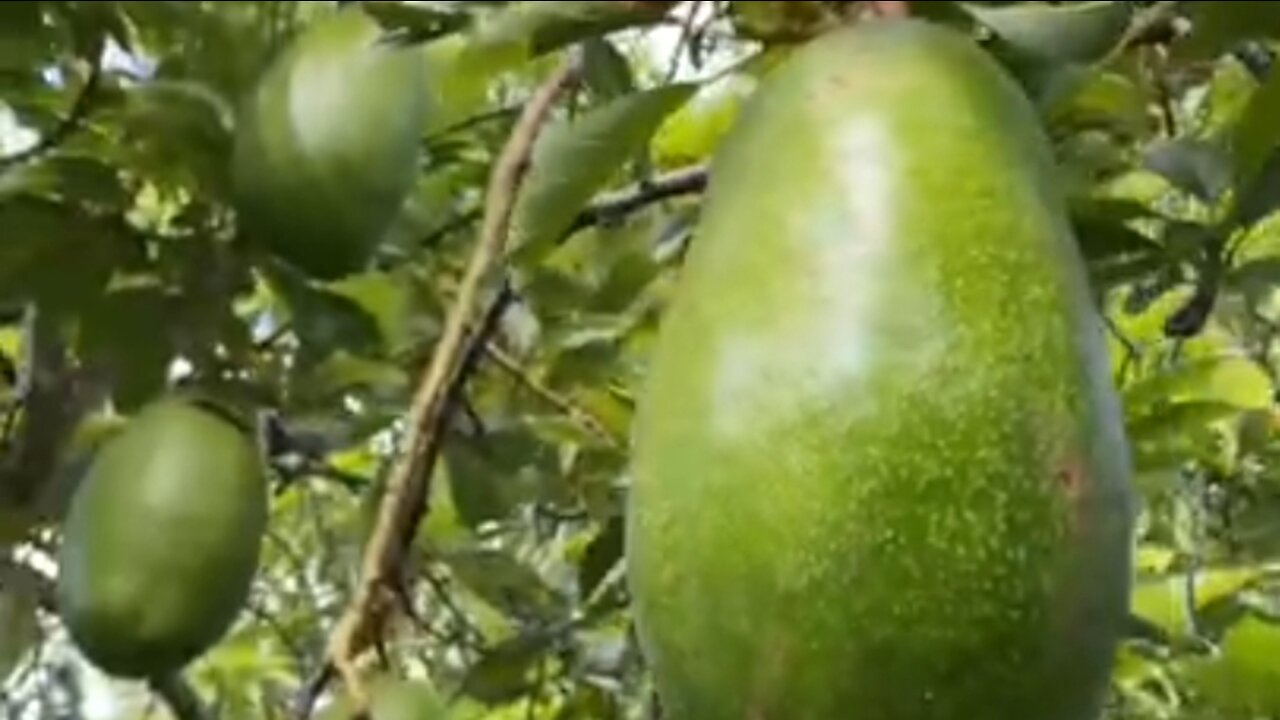 big avocado