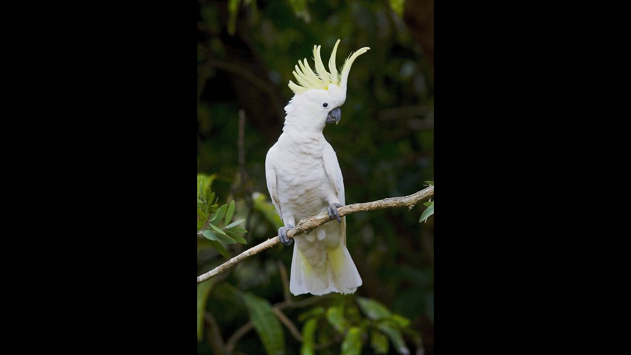 Unclewazza777 creations-2024,With special Quest.?? Larry-The sulphur-crested cockatoo.??