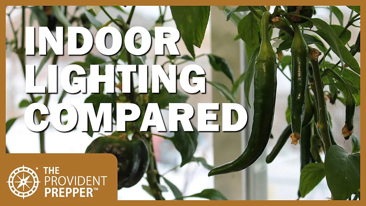 Growing Peppers Indoors: Best Lighting Options for Inside Your Home