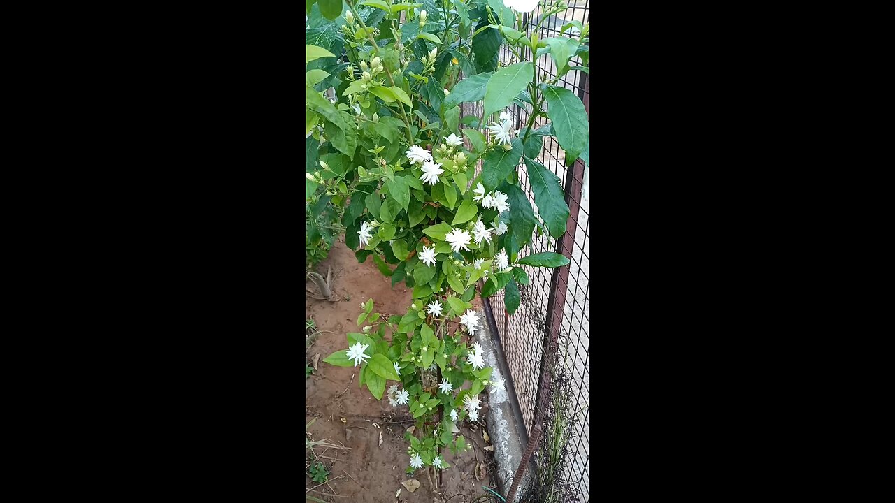 Jasmine, Mogara Flowers