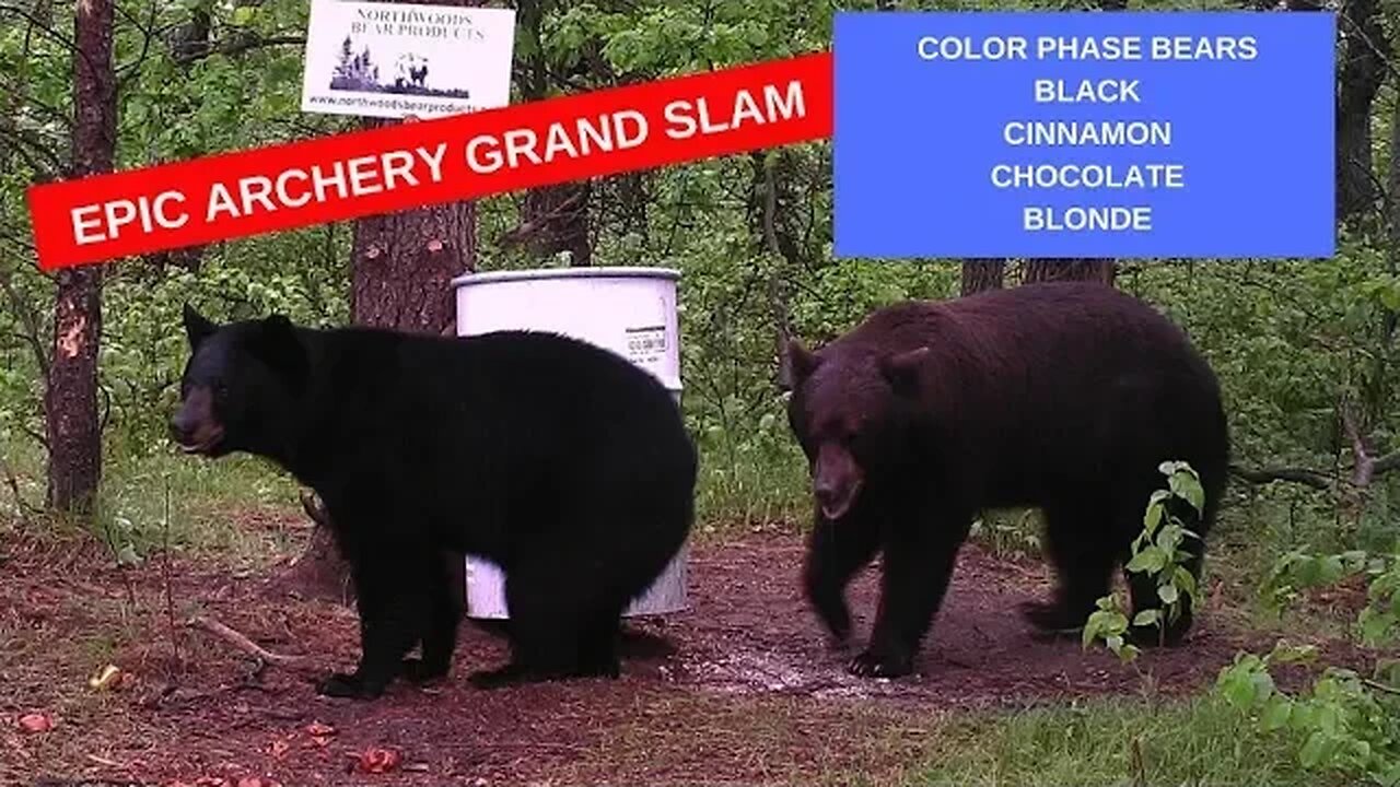 Epic bear hunting adventure: Grand Slam of color phase bears