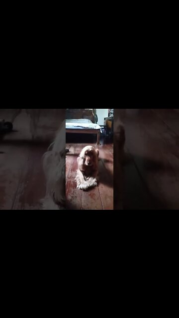 #dogshow, #amimals, #dogs, #shorts