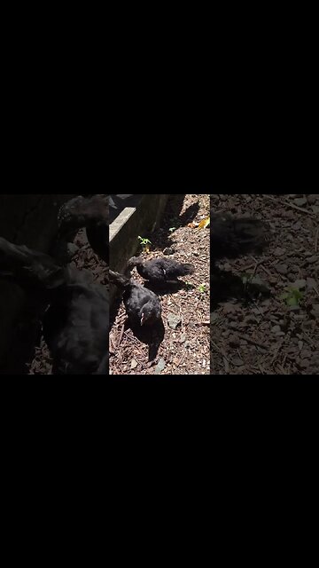 Pulling up on lil bird