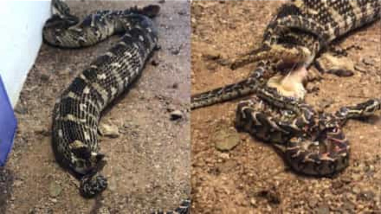 Serpente africano partorisce più di 50 cuccioli