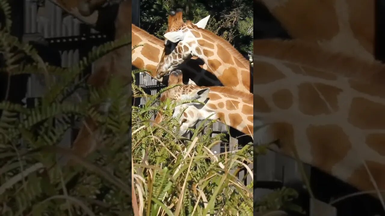 TARONGA ZOO GIRAFFES, CLOSE-UP 13-07-2012 🌏🦒🌿🦒🌱 🦒😊😀📸#travel #youtube #newvideo#subscriber#australia