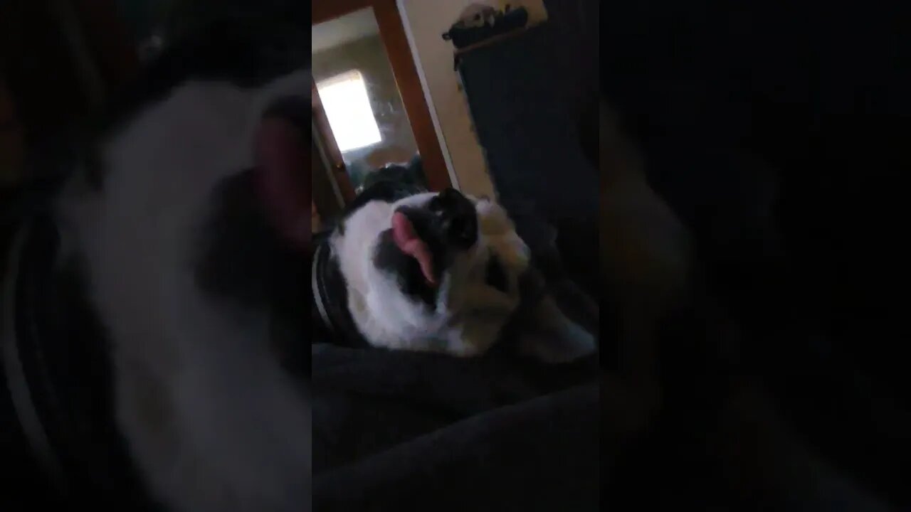 The Morning Routine! Happy Thanksgiving 🦃