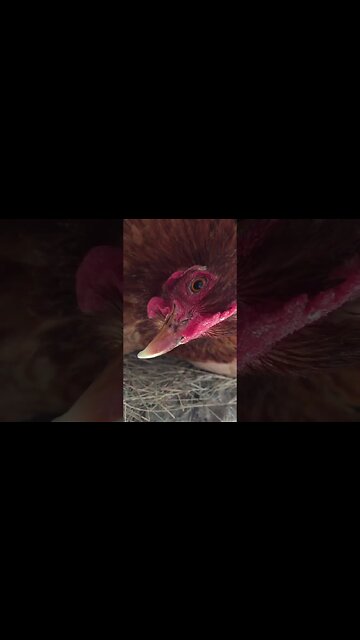 Easy HACK for egg breakfast everyday