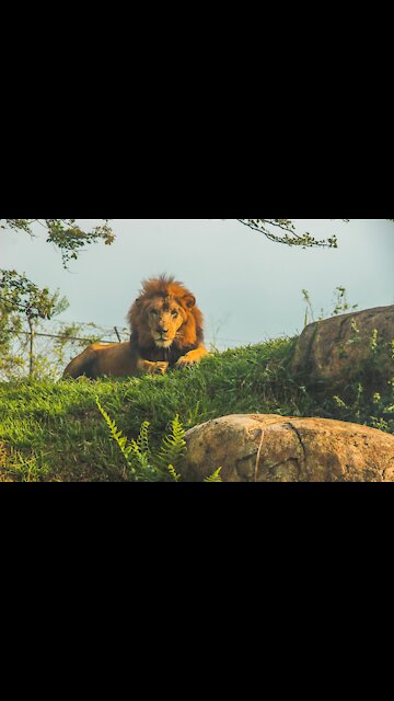 When the lion gets angry