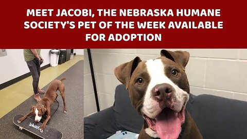 Meet Jacobi, the Nebraska Humane Society's pet of the week available for adoption