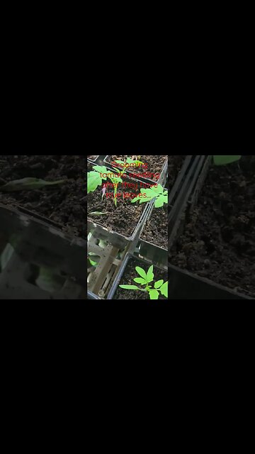 grooming seedlings #shortsvideo #gardening #tomato #socialmedia #seeds @TalkwithSally