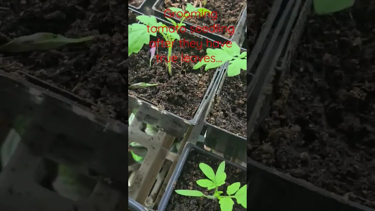 grooming seedlings #shortsvideo #gardening #tomato #socialmedia #seeds @TalkwithSally