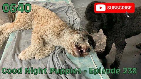 [0640] GOOD NIGHT PUPPIES - EPISODE 238 [#dogs #doggos #doggies #puppies #dogdaycare]