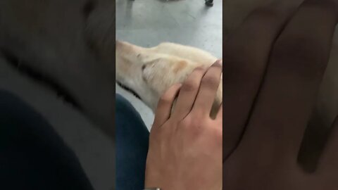 Dog Being Petted