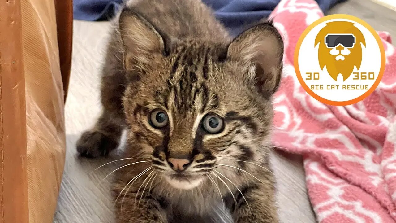 Bobcat kitten saved after storm 3D 180VR