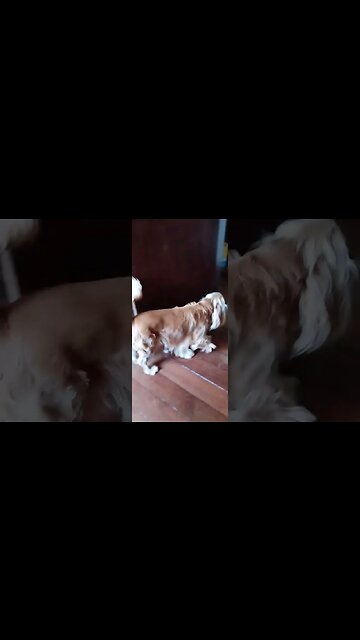 #dogshow, #amimals, #dogs, #shorts