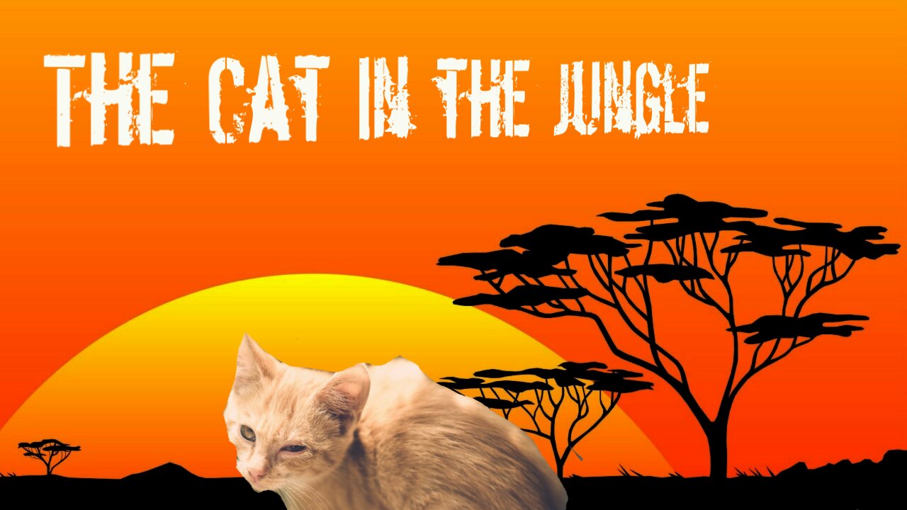 Cute Funny Naughty Cats in the Jungle / Cute Animals Videos - a Beautiful Animal on Earth #2