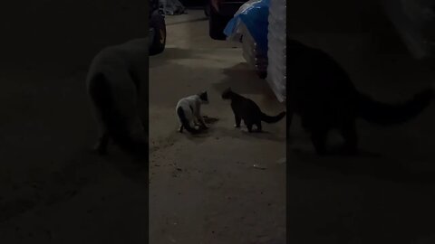 Catfight