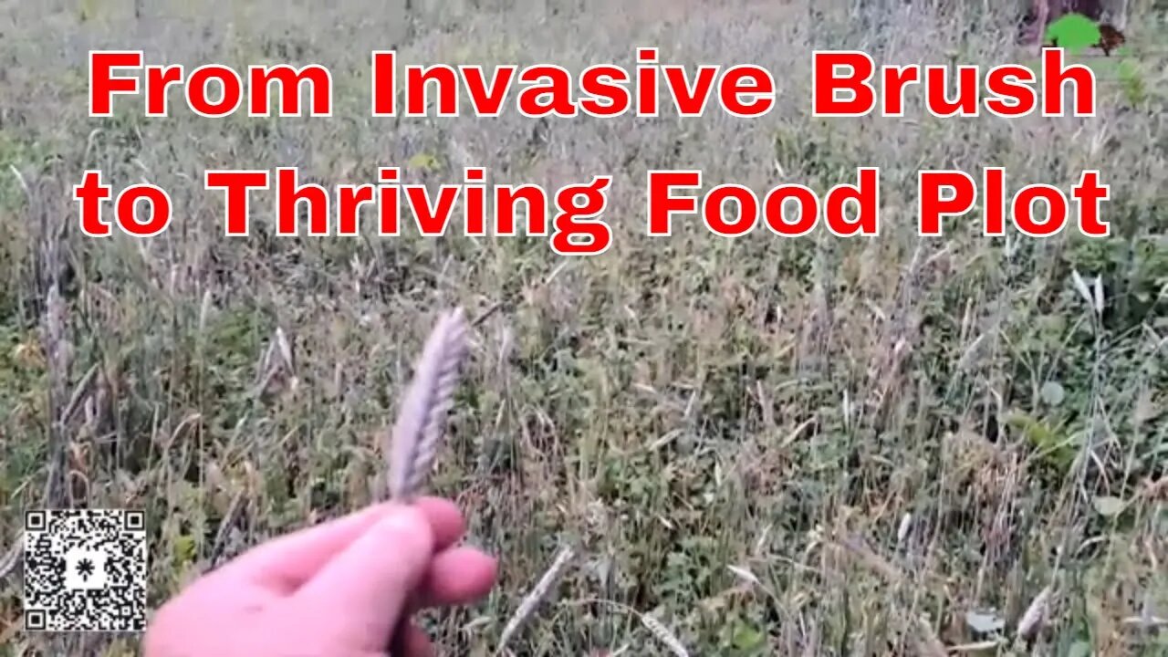 From Invasive Brush to a Thriving Food Plot