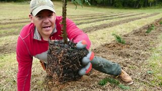 Planting Murray Cypress for Christmas Trees