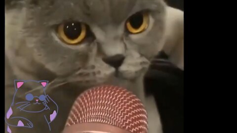 funny cat singing