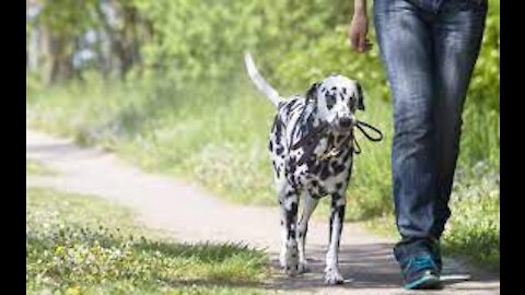 How to leash train your dog not to pull dog training loose lead walking