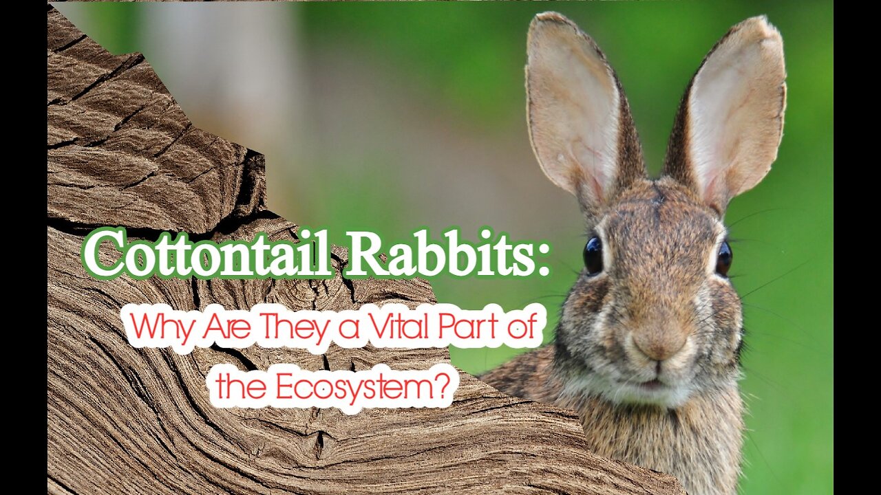 Cottontail Rabbits: Why Are They a Vital Part of the Ecosystem?