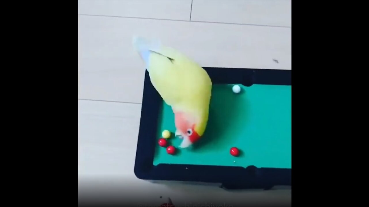 Cute and funny birds