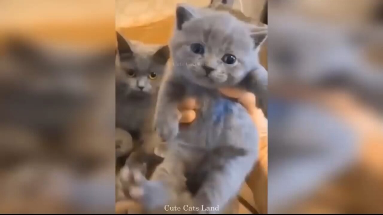 How well mother cats take care of their kittens in any situation.