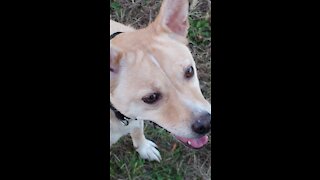 Eclaire the Carolina Dog off-leash