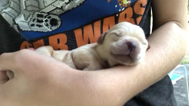 We Don't Deserve Dogs | Ultimate CUTE Dogs Compilation