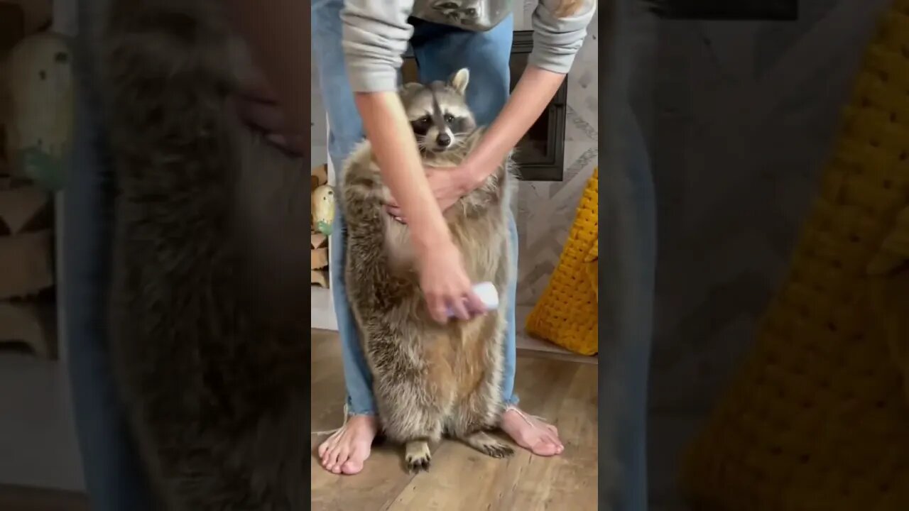 Animals❤️ #love #animal