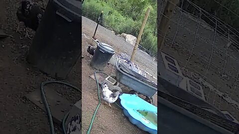 Farm Cam. Rooster watch