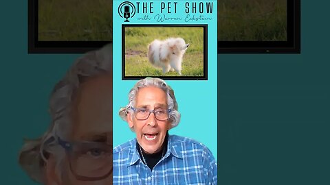 Why DOGS PEE on Your BED
