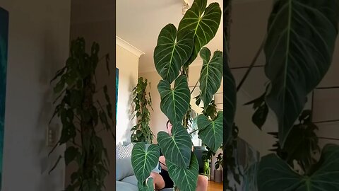 Release your wiggle 🙂 #philodendronsplendid