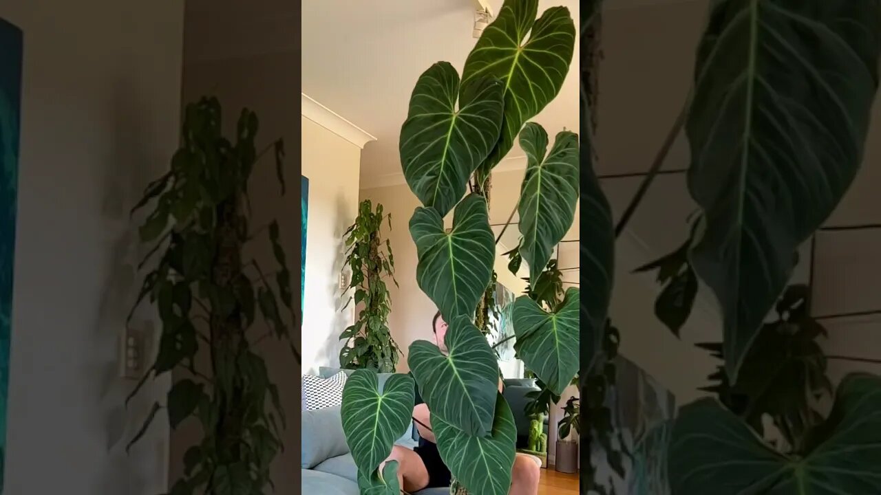 Release your wiggle 🙂 #philodendronsplendid