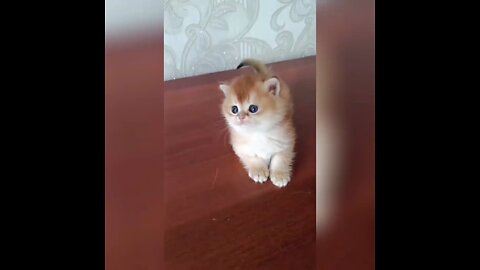 funny cats videos🐱😉😍