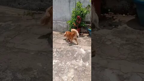 #dogshow , #animals , #dogs , #shorts