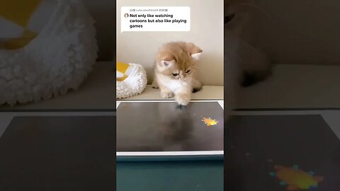 CAT VIDEO