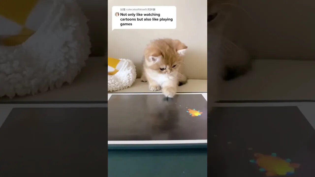 CAT VIDEO